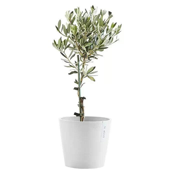 Ecopots Amsterdam Pflanztopf - Außenmaß (Ø x H): 20 x 17,1 cm, Kunststoff, Weiß - Kleiner Olivenbaum mit grünen Blättern in einem weißen Blumentopf.