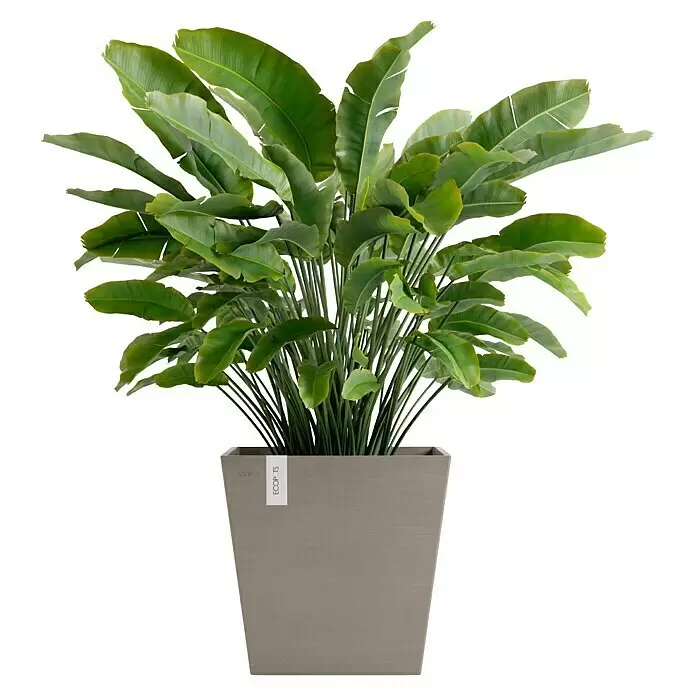 Ecopots Rotterdam Pflanzkasten mit Wasserspeicher - Außenmaß (L x B x H): 43,6 x 43,6 x 42,5 cm, Kunststoff, Braungrau - Große Grünpflanze mit breiten Blättern in einem quadratischen hellbraunen ECOPOTS Pflanzgefäß.