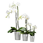 Ecopots Orchideentopf Morinda (Außenmaß (Ø x H): 17 x 19,5 cm, Kunststoff, Weiß Grau) | BAUHAUS