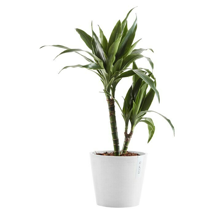 Ecopots Amsterdam Pflanztopf Amsterdam (Außenmaß (Ø x H): 20 x 17,1 cm, Kunststoff, Weiß) | BAUHAUS
