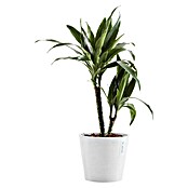 Ecopots Amsterdam Pflanztopf Amsterdam (Außenmaß (Ø x H): 20 x 17,1 cm, Kunststoff, Weiß) | BAUHAUS