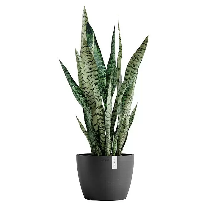 Ecopots Pflanztopf Stockholm - Außenmaß (Ø x H): 23,3 x 17,7 cm, Kunststoff, Dunkelgrau - Eine Schlangenpflanze mit hohen, panaschierten grünen Blättern in einem dunkelgrauen ECOPOTS Pflanzgefäß.
