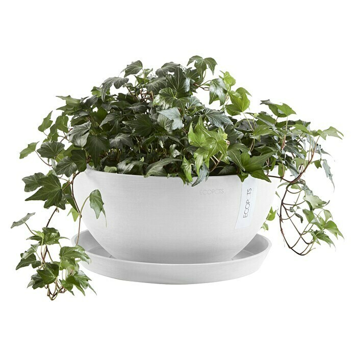 Ecopots Brussels Pflanzschale rund (Außenmaß (Ø x H): 35 x 16,7 cm, Kunststoff, Weiß) | BAUHAUS