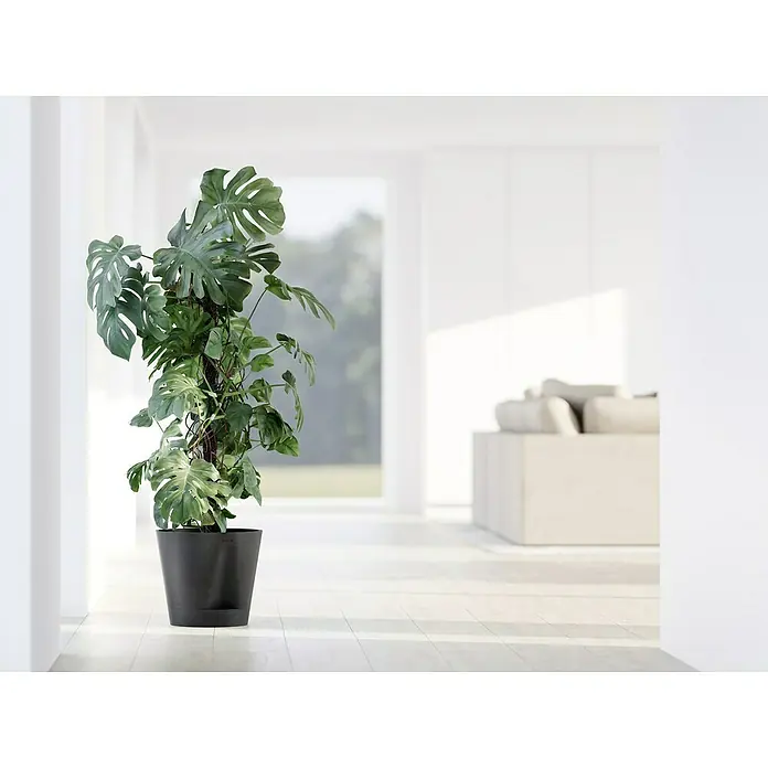 Ecopots Pflanztopf Venice 2 - Außenmaß (Ø x H): 30 x 27,5 cm, Kunststoff, Dunkelgrau - Ein Monstera deliciosa Zimmerpflanze in einem schwarzen Topf. Die Pflanze steht in einem hellen Raum mit einem großen Fenster.