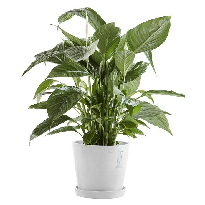 Ecopots Amsterdam Pflanztopf Amsterdam (Außenmaß (Ø x H): 20 x 17,1 cm, Kunststoff, Weiß) | BAUHAUS
