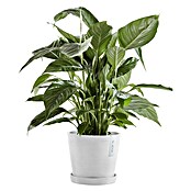 Ecopots Amsterdam Pflanztopf Amsterdam (Außenmaß (Ø x H): 20 x 17,1 cm, Kunststoff, Weiß) | BAUHAUS