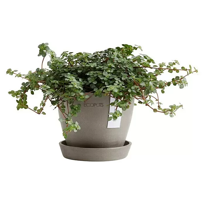 Ecopots Pflanztopf Antwerpen Mini - Außenmaß (Ø x H): 11,5 x 10,1 cm, Kunststoff, Braungrau - Kleine Grünpflanze im grauen ECOPOTS Pflanztopf mit Untersetzer.