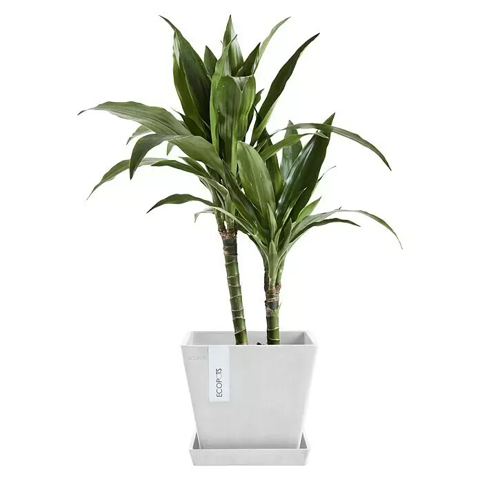 Ecopots Rotterdam Pflanzkasten - Außenmaß (L x B x H): 20,3 x 20,3 x 17,8 cm, Kunststoff, Weiß - Grüne Pflanze mit zwei Stämmen in einem weißen rechteckigen Topf mit Untersetzer und ECOPOTS-Etikett.