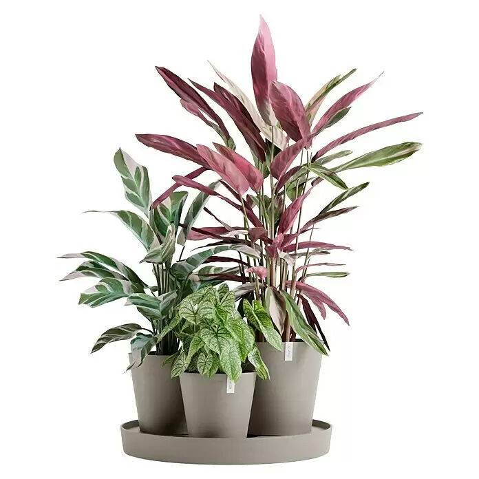Ecopots Pflanztopf Dubai - Außenmaß (Ø x H): 56,5 x 30,7 cm, Kunststoff, Braungrau, 3 Stk. - Drei Topfpflanzen mit bunten Blättern in grauen Töpfen auf einer passenden grauen Schale.