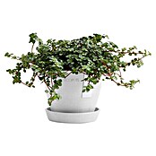 Ecopots Pflanztopf Antwerpen Mini (Außenmaß (Ø x H): 11,5 x 10,1 cm, Kunststoff, Weiß) | BAUHAUS