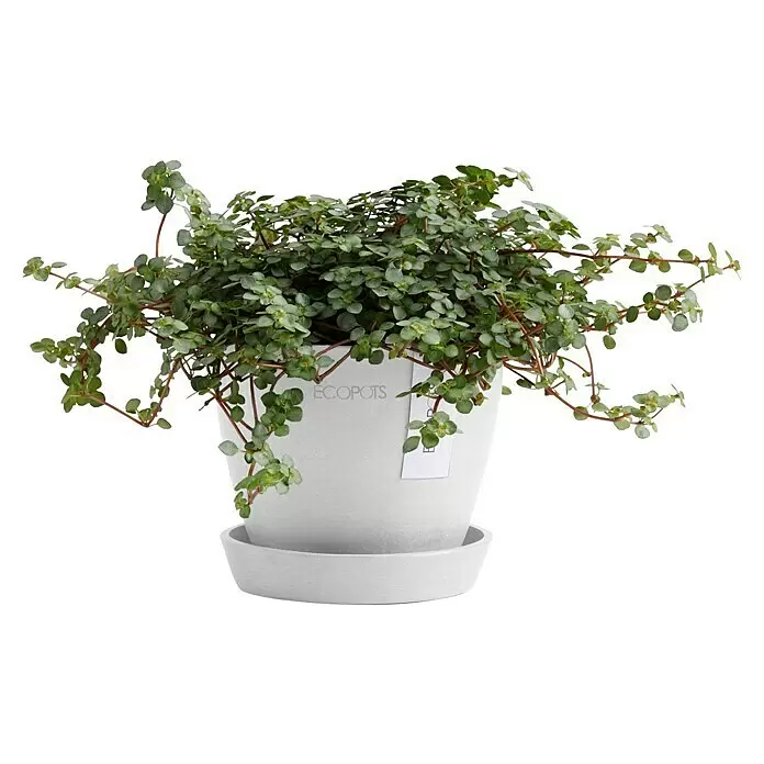 Ecopots Pflanztopf Antwerpen Mini - Außenmaß (Ø x H): 11,5 x 10,1 cm, Kunststoff, Weiß - Hängende Grünpflanze in einem weißen ECOPOTS Übertopf mit Untersetzer.