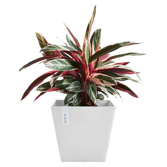 Ecopots Rotterdam Pflanzkasten (Außenmaß (L x B x H): 29,5 x 29,5 x 26,4 cm, Kunststoff, Weiß) | BAUHAUS