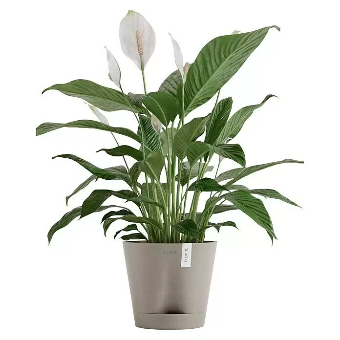 Ecopots Pflanztopf Venice 2 - Außenmaß (Ø x H): 20,1 x 17,7 cm, Kunststoff, Braungrau - Friedenslilie mit grünen Blättern und weißen Blüten in einem schlichten grauen Topf mit „ECOPOTS“-Etikett.