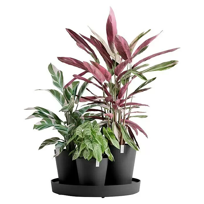 Ecopots Pflanztopf Dubai - Außenmaß (Ø x H): 56,5 x 30,7 cm, Kunststoff, Dunkelgrau, 3 Stk. - Drei Topfpflanzen mit grünen, weißen und rosa Blättern in dunkelgrauen Töpfen auf einer passenden Ablage.