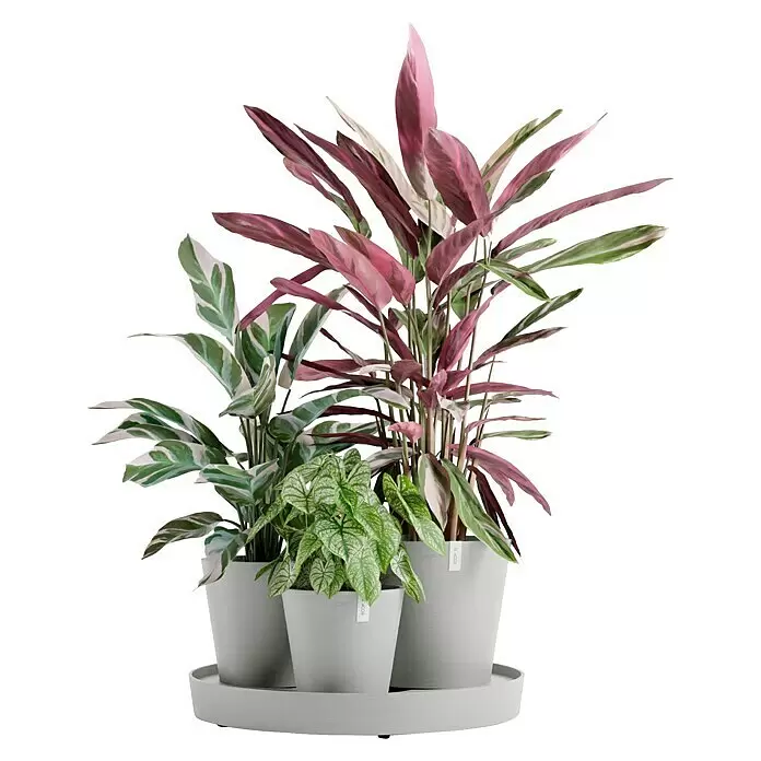 Ecopots Pflanztopf Dubai - Außenmaß (Ø x H): 56,5 x 30,7 cm, Kunststoff, Weiß Grau, 3 Stk. - Drei Topfpflanzen mit unterschiedlichem Laub in hellgrauen Töpfen auf einem passenden Tablett.
