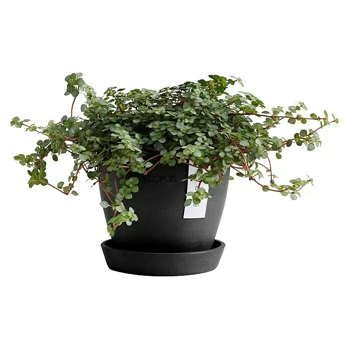 Ecopots Pflanztopf Antwerpen Mini - Außenmaß (Ø x H): 11,5 x 10,1 cm, Kunststoff, Dunkelgrau - Eine kleine Topfpflanze mit winzigen grünen Blättern und rötlichen Stielen in einem schwarzen Topf mit Untersetzer.