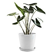Ecopots Amsterdam Pflanzkübel rund (Außenmaß (Ø x H): 30 x 25,9 cm, Kunststoff, Weiß, Mit Bewässerungssystem) | BAUHAUS
