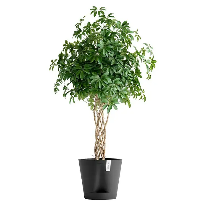 Ecopots Pflanztopf Venice 2 - Außenmaß (Ø x H): 40,2 x 35,7 cm, Kunststoff, Dunkelgrau - Dieser Schefflera Baum ist in einem schwarzen Topf mit schlankem, geflochtenem Stamm und üppigen, grünen Blättern.