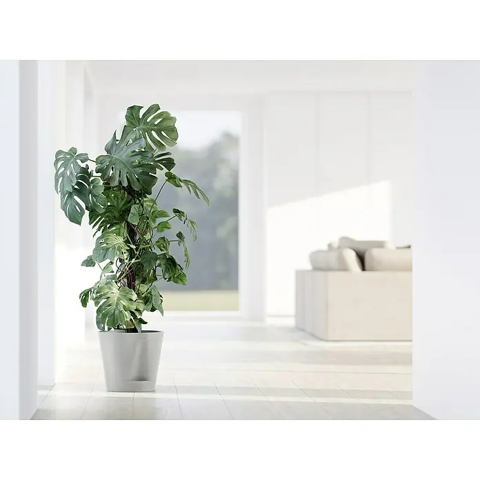 Ecopots Pflanztopf Venice 2 - Außenmaß (Ø x H): 30 x 27,5 cm, Kunststoff, Weiß Grau - Zimmerpflanze Monstera deliciosa in einem weißen Topf, die eine helle und moderne Inneneinrichtung ergänzt.