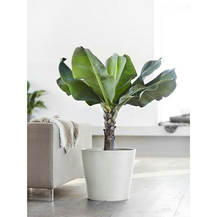 Ecopots Amsterdam Pflanztopf (Außenmaß (Ø x H): 40 x 35 cm, Kunststoff, Weiß) | BAUHAUS