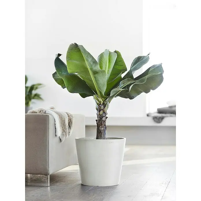 Ecopots Amsterdam Pflanztopf - Außenmaß (Ø x H): 40 x 34,5 cm, Kunststoff, Weiß - Zimmerpflanze im Topf: Eine üppige Bananenpflanze in einem weißen Topf, perfekt für die Inneneinrichtung und zur Belebung jedes Raumes.