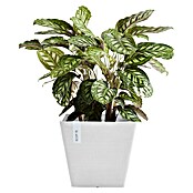 Ecopots Rotterdam Pflanzkasten (Außenmaß (L x B x H): 29,5 x 29,5 x 26,4 cm, Kunststoff, Weiß) | BAUHAUS