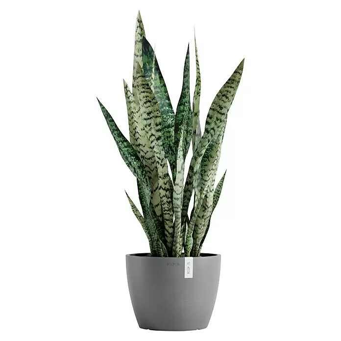 Ecopots Pflanztopf Stockholm - Außenmaß (Ø x H): 23,3 x 17,7 cm, Kunststoff, Grau - Eine Schlangenpflanze mit grün-hellgrün panaschierten Blättern in einem grauen Topf mit Pflanzenetikett.