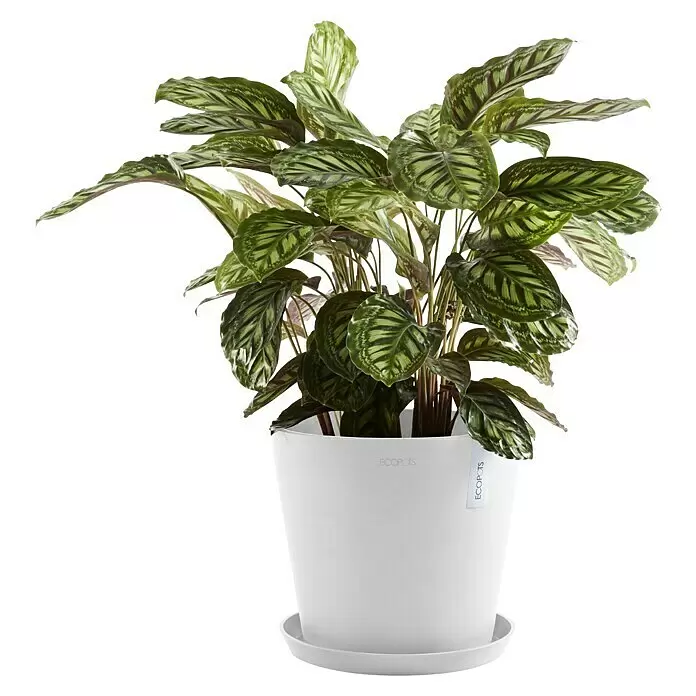 Ecopots Amsterdam Pflanztopf - Außenmaß (Ø x H): 30 x 25,4 cm, Kunststoff, Weiß - Grüne, gemusterte Pflanze in einem weißen Topf mit Untersetzer.