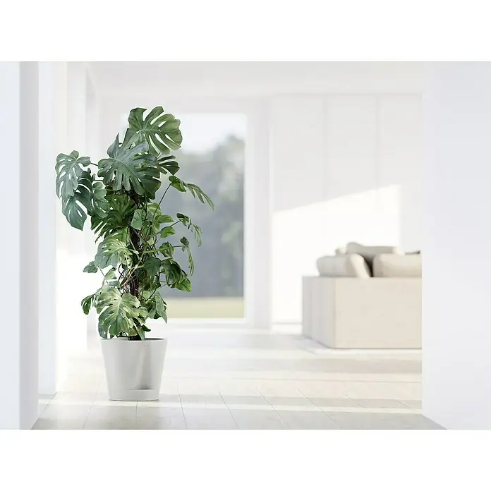 Ecopots Pflanztopf Venice 2 - Außenmaß (Ø x H): 30 x 27,5 cm, Kunststoff, Weiß - Diese Aufnahme zeigt eine Zimmerpflanze im Topf in einem hellen Raum. Das Design ist minimalistisch, der Fokus liegt auf der Pflanze.