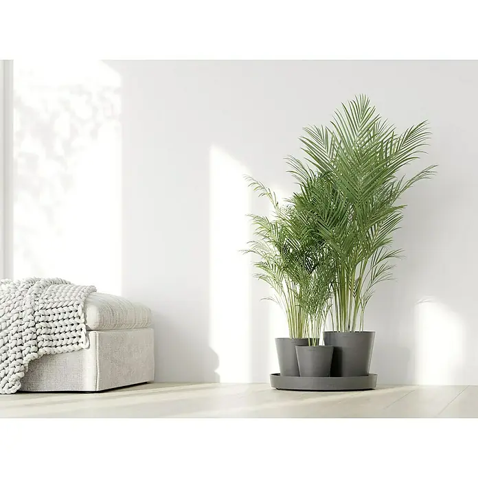 Ecopots Pflanztopf Dubai - Außenmaß (Ø x H): 56,5 x 30,7 cm, Kunststoff, Grau - Ein Arrangement aus drei Zimmerpflanzen der Gattung Areca in stilvollen grauen Töpfen auf einem hellen Holzboden, vor einer weißen Wand.
