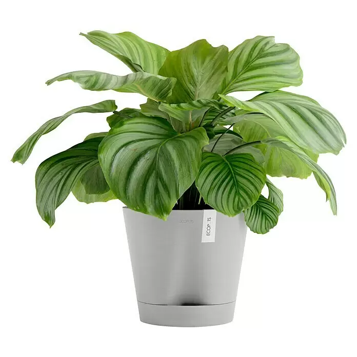 Ecopots Pflanztopf Venice 2 - Außenmaß (Ø x H): 30 x 27,5 cm, Kunststoff, Weiß Grau - Eine grüne Zimmerpflanze mit großen, gestreiften Blättern in einem hellgrauen Topf mit passendem Untersetzer und 'ECOPOTS'-Etikett.