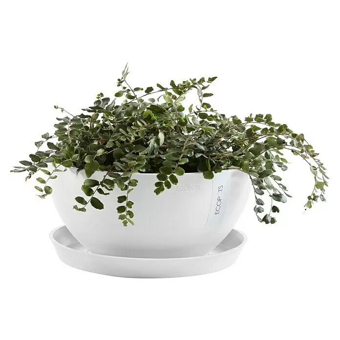 Ecopots Brussels Pflanzschale rund - Außenmaß (Ø x H): 35 x 16,7 cm, Kunststoff, Weiß - Weißer schalenförmiger ECOPOTS Pflanztopf mit üppiger grüner Hängepflanze und passendem Untersetzer.