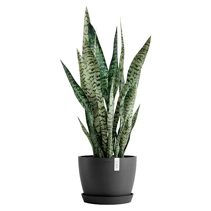 Ecopots Pflanztopf Stockholm - Außenmaß (Ø x H): 23,3 x 17,7 cm, Kunststoff, Dunkelgrau - Schlangenpflanze in einem dunkelgrauen ECOPOTS Pflanztopf mit Untersetzer.