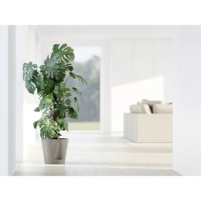 Ecopots Pflanztopf Venice 2 - Außenmaß (Ø x H): 30 x 27,5 cm, Kunststoff, Braungrau - Zimmerpflanze Monstera deliciosa in einem grauen Topf, die eine elegante und natürliche Note in den hellen Raum bringt.