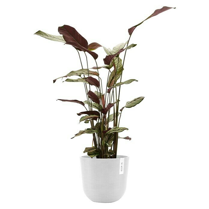 Ecopots Oslo Pflanztopf mit Wasserspeicher (Außenmaß (Ø x H): 25 x 21,4 cm, Kunststoff, Weiß) | BAUHAUS