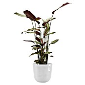 Ecopots Oslo Pflanztopf mit Wasserspeicher (Außenmaß (Ø x H): 25 x 21,4 cm, Kunststoff, Weiß) | BAUHAUS