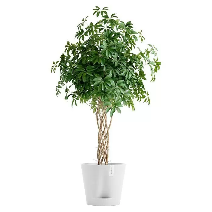 Ecopots Pflanztopf Venice 2 - Außenmaß (Ø x H): 40,2 x 35,7 cm, Kunststoff, Weiß - Grüne Topfpflanze mit geflochtenem Stamm im weißen Topf.