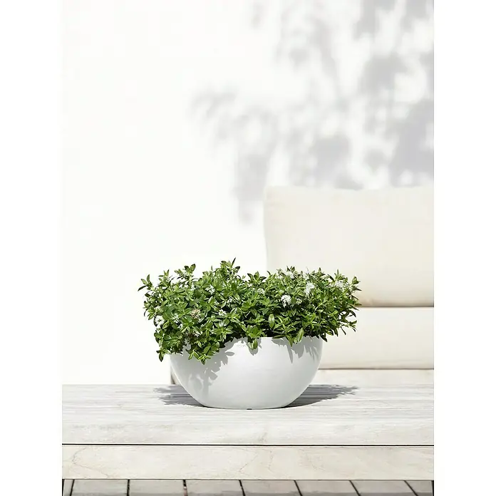 Ecopots Brussels Pflanzschale rund - Außenmaß (Ø x H): 30 x 14,8 cm, Kunststoff, Weiß - Die Pflanzschale von Ecopots ist aus recyceltem Kunststoff und somit sehr nachhaltig. Die runde Form der Schale wirkt modern und zeitlos.