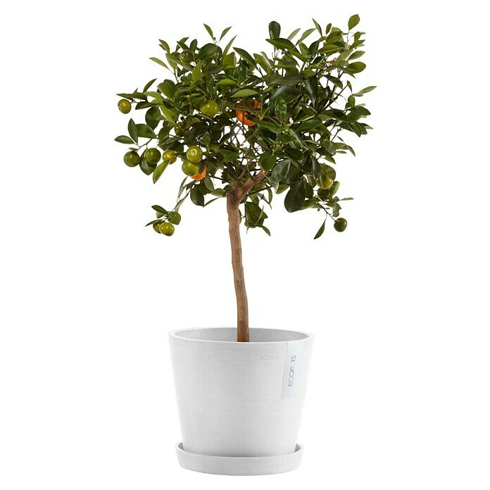 Ecopots Amsterdam Pflanzkübel rund (Außenmaß (Ø x H): 20 x 17,2 cm, Kunststoff, Weiß, Mit Bewässerungssystem) | BAUHAUS