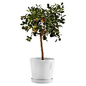 Ecopots Amsterdam Pflanzkübel rund (Außenmaß (Ø x H): 20 x 17,2 cm, Kunststoff, Weiß, Mit Bewässerungssystem) | BAUHAUS