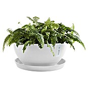 Ecopots Brussels Pflanzschale rund (Außenmaß (Ø x H): 35 x 16,7 cm, Kunststoff, Weiß) | BAUHAUS