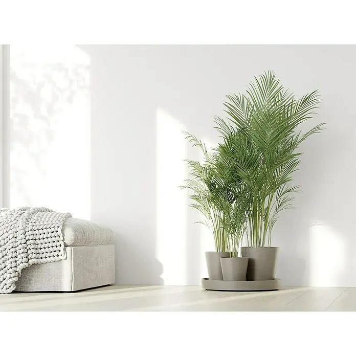 Ecopots Pflanztopf Dubai - Außenmaß (Ø x H): 56,5 x 30,7 cm, Kunststoff, Braungrau, 3 Stk. - Zimmerpflanze in grauen Töpfen auf einem passenden Untersetzer, neben einem gepolsterten Hocker mit einer dicken Strickdecke.
