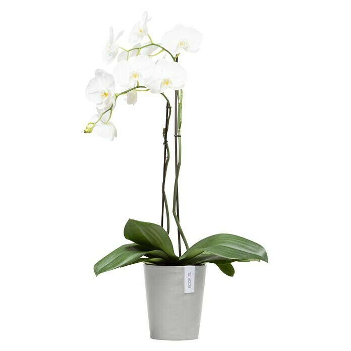 Ecopots Orchideentopf Morinda (Außenmaß (Ø x H): 17 x 19,5 cm, Kunststoff, Weiß Grau) | BAUHAUS