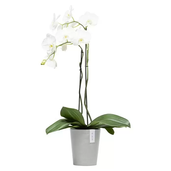 Ecopots Orchideentopf Morinda - Außenmaß (Ø x H): 17,1 x 19,5 cm, Kunststoff, Weiß Grau - Weiße Orchidee in einem grauen Topf.