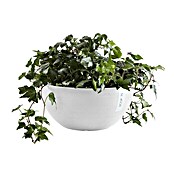 Ecopots Brussels Pflanzschale rund (Außenmaß (Ø x H): 30 x 14,8 cm, Kunststoff, Weiß) | BAUHAUS