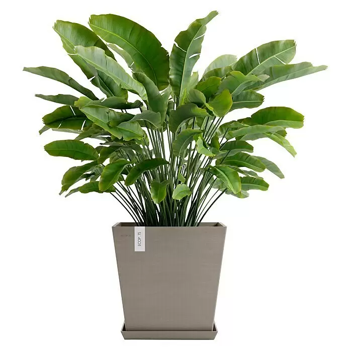 Ecopots Rotterdam Pflanzkasten mit Wasserspeicher - Außenmaß (L x B x H): 43,6 x 43,6 x 42,5 cm, Kunststoff, Braungrau - Große grüne Pflanze mit breiten Blättern in einem quadratischen, grauen ECOPOTS Pflanzgefäß mit Untersetzer.