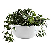 Ecopots Brussels Pflanzschale rund (Außenmaß (Ø x H): 35 x 16,7 cm, Kunststoff, Weiß) | BAUHAUS