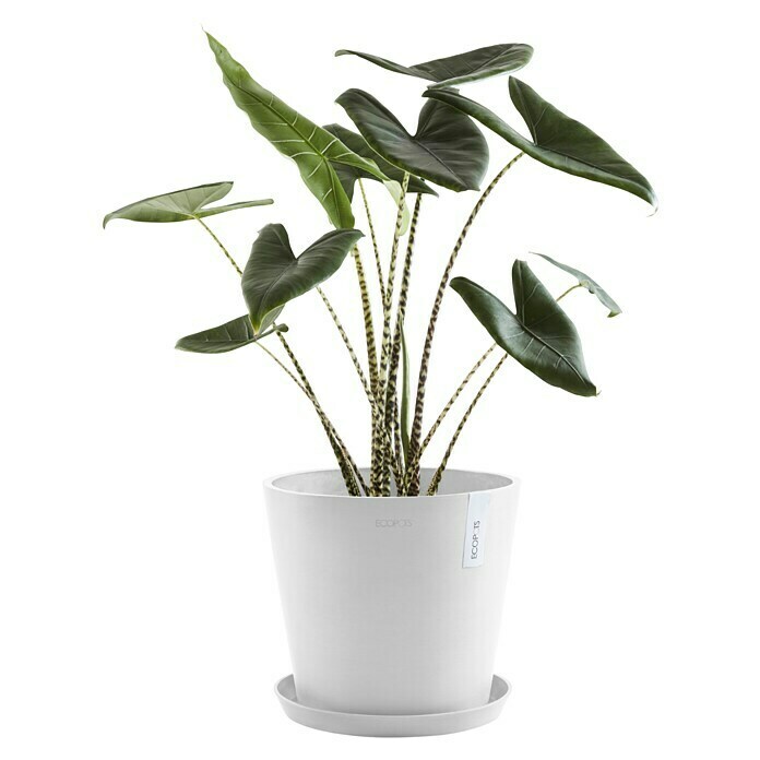 Ecopots Amsterdam Pflanztopf Amsterdam (Außenmaß (Ø x H): 40 x 34,5 cm, Kunststoff, Weiß) | BAUHAUS