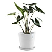 Ecopots Amsterdam Pflanztopf Amsterdam (Außenmaß (Ø x H): 40 x 34,5 cm, Kunststoff, Weiß) | BAUHAUS