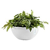 Ecopots Brussels Pflanzschale rund (Außenmaß (Ø x H): 35 x 16,7 cm, Kunststoff, Weiß) | BAUHAUS